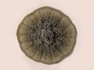 Salinomyces polonicus – nowy halofilny rodzaj i gatunek grzyba odkryty w solance