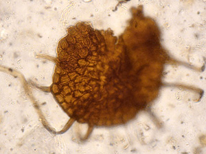 Szaferomyces pliocenicus: pierwszy kopalny grzyb odpowiadający współczesnym mączniakom prawdziwym (Erysiphaceae)