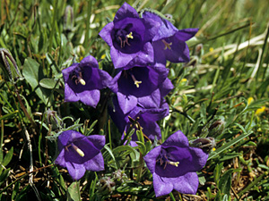 Filogeografia Campanula orbelica, czyli jak kształtowała się bioróżnorodność Półwyspu Bałkańskiego