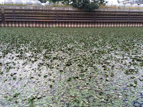 The surface of the reservoir is tightly covered with leaves of aquatic plants. In the background, a concrete embankment