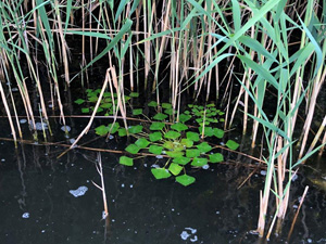 Czy zmiany klimatu umożliwią ekspansję kotewki orzecha wodnego Trapa natans?