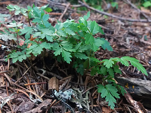Analiza rodzicielstwa pomaga wyjaśnić występowanie lat nasiennych u drzew – publikacja w Ecology Letters