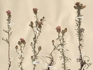 Herbaria as a unique source of information for the study of cryptic biological invasions