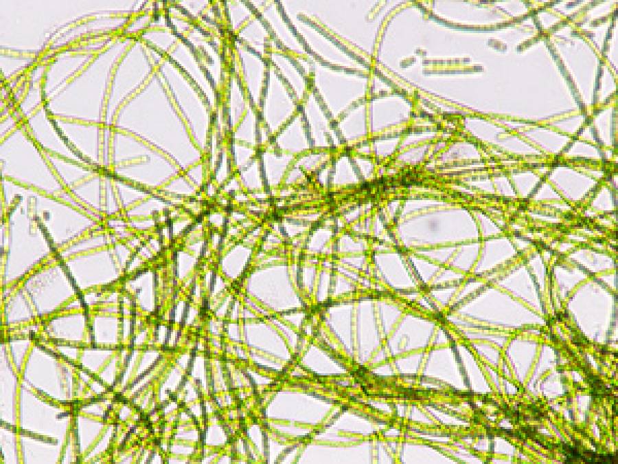 Determination of antioxidant properties of compounds synthesized by green algae Klebsormidium dissectum